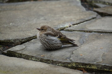 sparrow on the ground