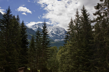 Forested countryside near Wengen looking up the Lauterbrunnen valley to the Jungfrau; Bernese Oberland, Switzerland