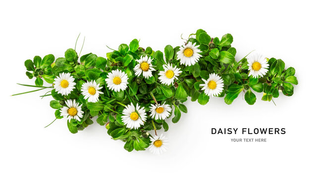 Daisy flowers creative banner
