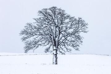 Fototapeta na wymiar Solo tree in winter
