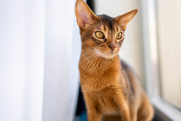 Close up portrait view of the cute Abyssinian purebred cat photo.