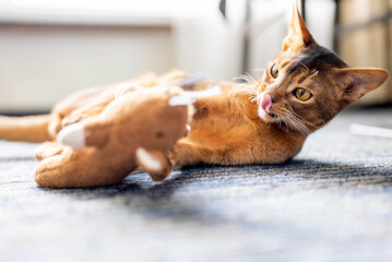 Cute Abyssinian cat playing with a toy in a hotel room.