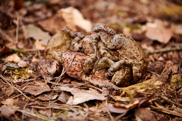 Toads mating on a forest path