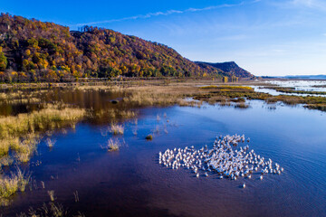 White Pelican Flock Mississippi River Wisconsin Fall Hills