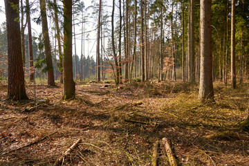 Clearing in forest with tree trunks