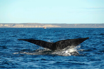 Sohutern right whale tail lobtailing, endangered species, Patagonia,Argentina