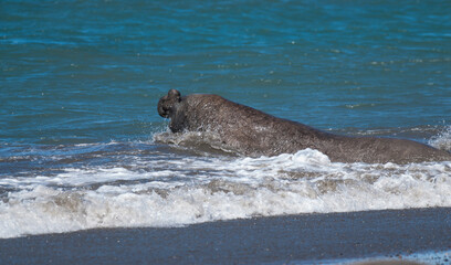 Male elephant seal, Peninsula Valdes, Patagonia, Argentina