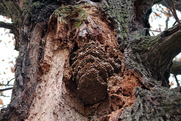 Wild honey bee hive inside an old tree, Belarus
