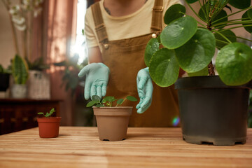 Cropped shot of female gardener wearing protective gloves standing near the table, taking care of houseplants in pot at home