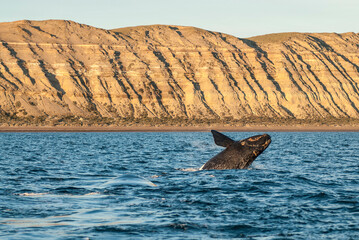 Sohutern right whale jumping, endangered species, Patagonia,Argentina © foto4440