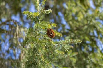 Big cone of spruce or pine coniferous tree on a green prickly branch