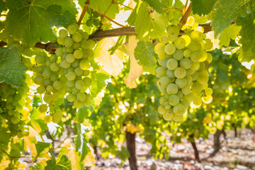 closeup of ripe Sauvignon Blanc grapes hanging on vine in vineyard at harvest time - obrazy, fototapety, plakaty