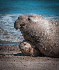 Elephant seal couple mating, Peninsula Valdes, Patagonia, Argentina