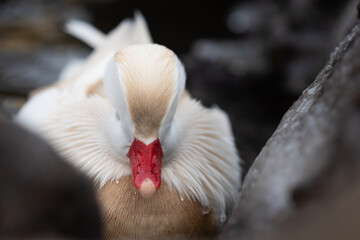Front view of male white mandarin duck albino swimming in lake