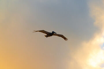 Pelican flying over the mexican caribbean sea