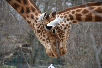 giraffe in the zoo