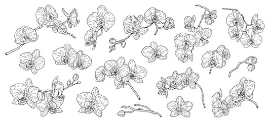 Set of isolated orchid. Orchids sketch. Hand drawn outline converted to vector. Isolated