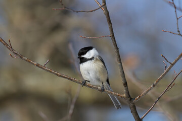 Black-capped chickadee perched in a tree. 