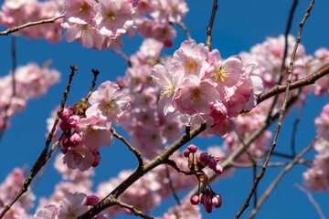 Pink cherry blossom against blue sky in spring