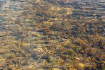 algae under clear water, copy space, place for text