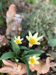 flower in the garden