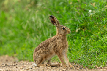Close up of a sitting young brown hare or Leveret, facing right in natural farmland habitat, with lush green vegetation in Summer.  Scientific name: Lepus Europaeus. Horizontal.  Space for copy.  