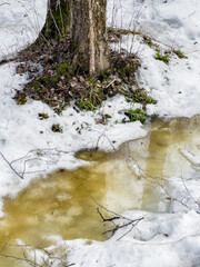 In the wood the spring begins, trees and bushes stand in water, a sunny day, patches of light and reflection on water, trunks of trees are reflected in a puddle, streams flow, conceals snow