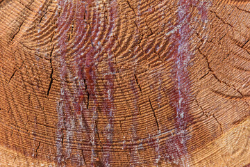 Baumscheibe mit rotem Harz