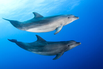 Fototapeta premium Dolphin underwater