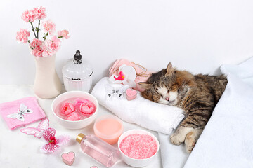 Spa and wellness composition with aromatic rose water, salt, archidea flowers and a sleeping cat on a towel, aromatherapy and skin care, lifestyle concept, invitation and advertising card, 