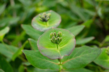 A Honeysuckle Lonicera bud and leaf, closeup of an unusual flower