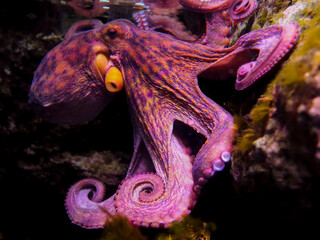 Octopus © crysty0612