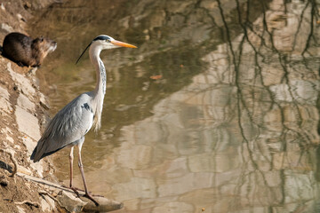 Héron cendré dans la rivière