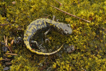 Closeup of a bright colored  juvenile Western longtoed salamander , Ambystoma macrodactylum macrodactylum from Eugene , Oregon