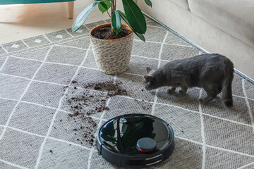 Robot vacuum cleaner cleaning dirty carpet and cat home next to plant - obrazy, fototapety, plakaty