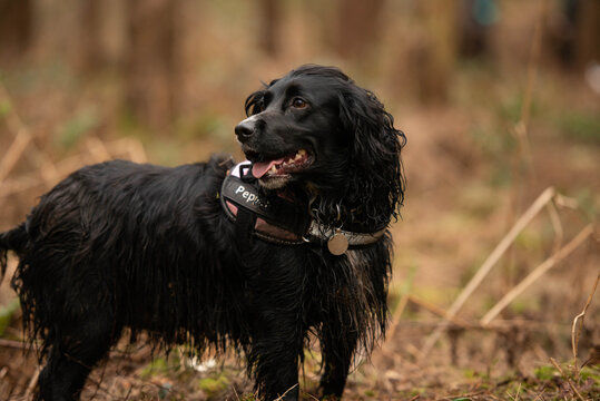 Pepper the black Sprocker Spaniel Dog
