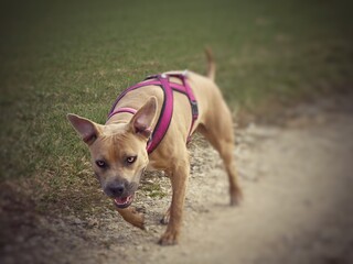 S&uuml;&szlig;er brauner Pitbull Hund beim Gassi gehen ohne Leine und Rosa Halsband