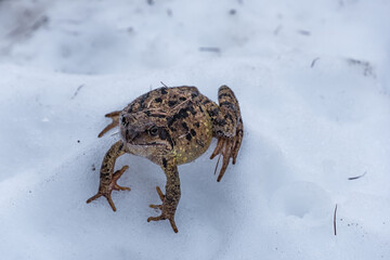 Kröte im Schnee