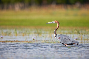 Goliath heron (Ardea goliath),  the giant heron.