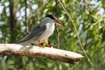 Common tern (Sterna hirundo) sitting on tree branch