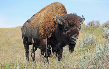 Bison on prairie