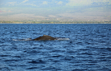 Obraz premium Humpback whale, Maui, Hawaii