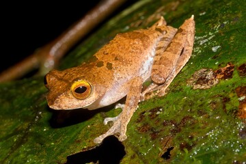 Naklejka premium Leptomantis (Rhacophorus) belalongensis in natural habitat, endemic frog Brunei Borneo