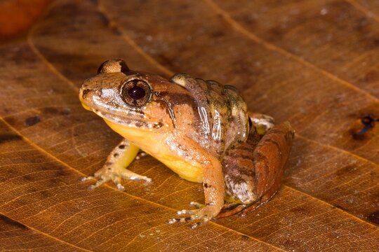 smooth guardian frog (Limnonectes palavanensis) male with tadpoles on back in natural habitat
