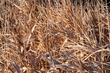 Dry grass texture in winter sunlight