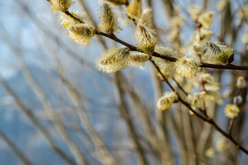 Flowering pussy-willow branches in early spring