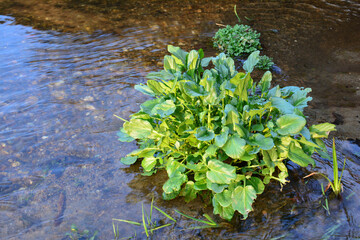 Ficaria verna or lesser celandine in a creek