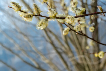 Flowering pussy-willow branches in early spring