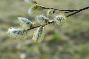 Flowering pussy-willow branches in early spring