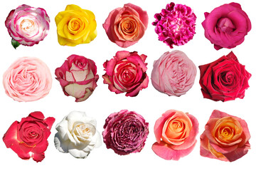 collection of multicolored different roses isolated on white background.
